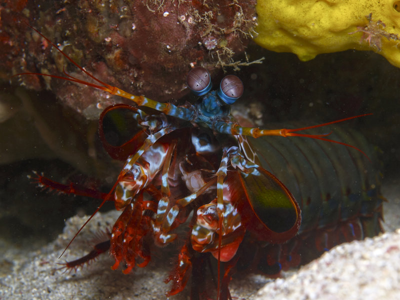 Smashing Mantis Shrimp, Sabang Point